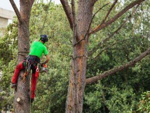 Pictue of an employee trimming a tree with safety equipment.